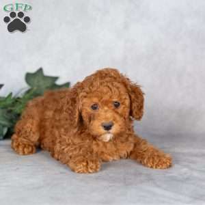 Eliza, Miniature Poodle Puppy